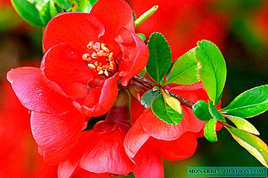Japanese quince shrub - description of the plant and fruits