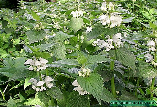 White lamb (dead nettle) - description of a flower