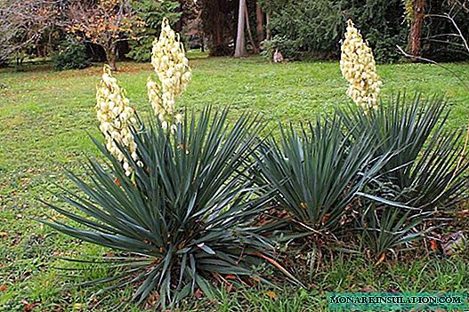 Yucca Garten und Filament auf dem Land - wenn es blüht