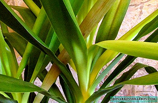 Yucca - leaves turn yellow and dry, what to do