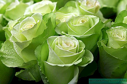 الوردة الخضراء - متنوعة الأصناف ، والتي هي