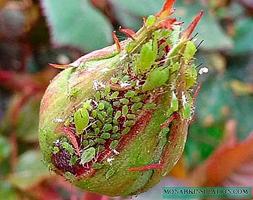 장미에 녹색 밋지-해충을 다루는 방법