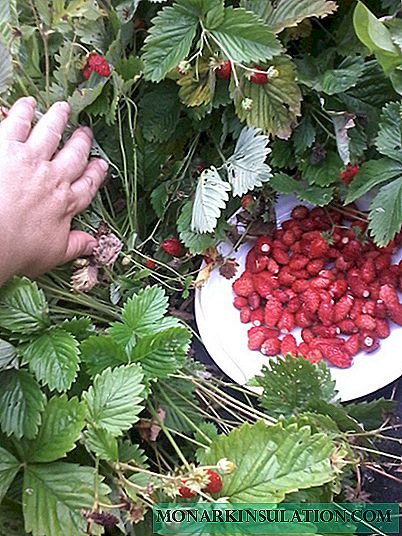 Erdbeerhaus - wächst aus Samen oder Indoor-Erdbeeren