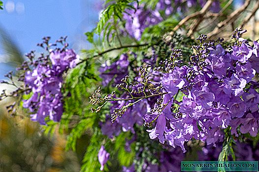 Jacaranda - koks ar purpursarkaniem ziediem