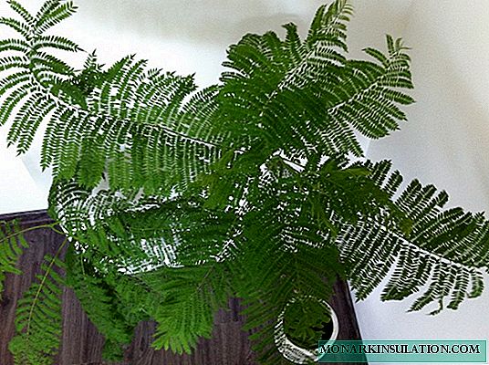 شجرة جاكاراندا البنفسجية - خصائص النبات