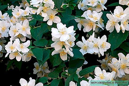 Jasmijn - bloem voor de tuin, planten en verzorging van de struik