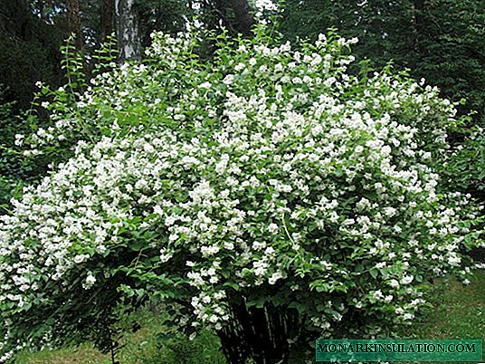 Terry jasmine - variétés populaires de plantes