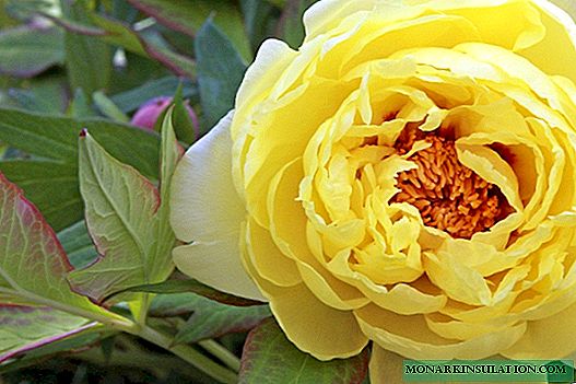 Yellow peonies - the best varieties and care for them