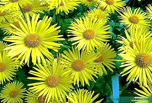 Yellow daisies - perennial flowers