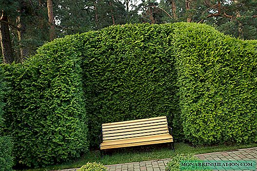 Thuja hedge - pruning and shaping