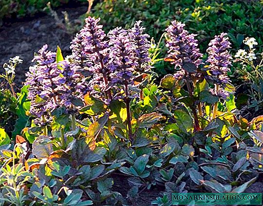 Creeping Tender (Ajuga Reptans) - planting and growing from seeds