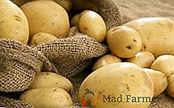 Slovanský "chlieb": najlepšie odrody zemiakov