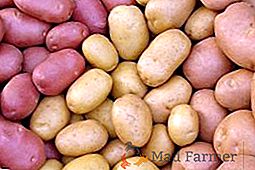 Cultivo de batatas nos subúrbios