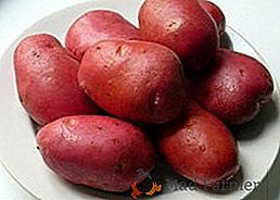 Descrição e peculiaridades do cultivo de batata "Rocco"
