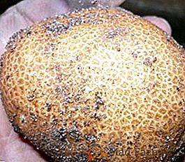 Descripción, características y características de la siembra de patatas de la variedad Kiwi