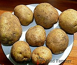 Peculiarità della coltivazione e caratteristiche della varietà di patate Veneta