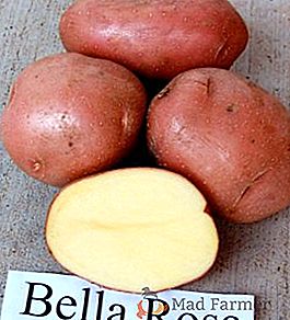 Varietà di patate da raccolto "Cherry" ("Bellarosa")