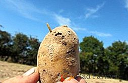Come trattare con wireworm sulle patate