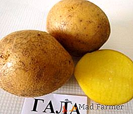 Come coltivare le varietà di patate "Gala" nella tua zona