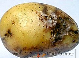 Jak zabránit a bojovat proti bramborové late blight