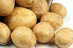 Посадка і догляд за картоплею сорту Адретта