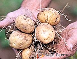 Krompir "Golubizna": sortne značilnosti in posebnosti gojenja