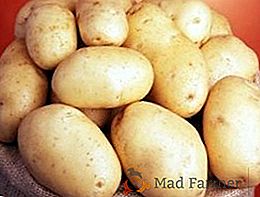 Batatas "Queen Anna": frutuosa e estável