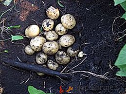 Pommes de terre sante: description et culture