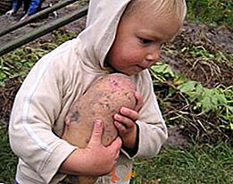 Krompir "Slavyanka": opis in posebnosti gojenja