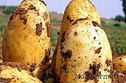 Krompir Uladar: opis sorte in posebnosti gojenja