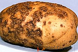 Metodi collaudati per combattere la crosta di patate