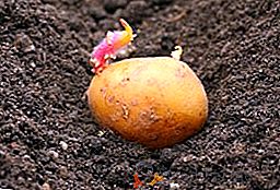 Le meilleur moment pour planter des pommes de terre