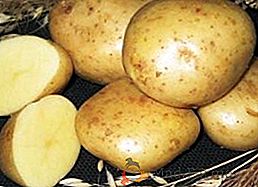 La plus ancienne des variétés: pommes de terre Lorch