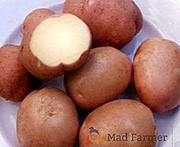 Ultraspeed: une variété de pommes de terre Bellarosa