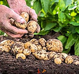 Quelle est la meilleure façon de fertiliser les pommes de terre?