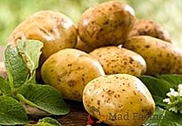 Quando e o que fertilizar batatas