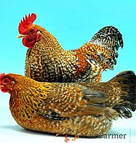 Razza di pollo Beefelder: caratteristica, cura e contenuto