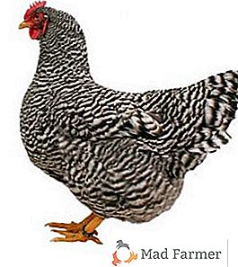Chicken Amrox: Charakterystyka, opieka i hodowla