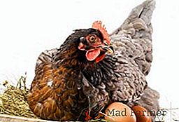 Пилетата зле се втурват: какво да правят