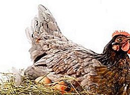 Les poules portent de petits œufs: des raisons de faire