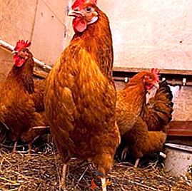 Pollos del rojo de Kuban: características, consejos sobre el contenido y la cría