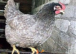 Los pollos se crían dominante por qué son tan populares entre los criadores de aves?