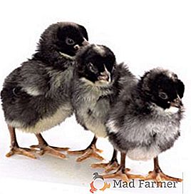 Poulets de Maran: caractéristiques, conseils sur le contenu et l'élevage