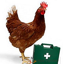 Колибактериоз птахів: збудник, вакцинація, симптоми і лікування