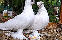 Opis in vrste uzbeških golobov