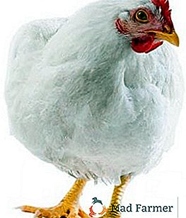 Polli da carne in crescita: contenuto e caratteristiche dell'alimentazione