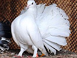Comment élever des pigeons de paon à la maison