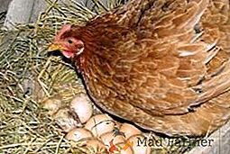 Cum să facem alimente pentru găinile ouătoare la domiciliu: studiem rația păsărilor de curte