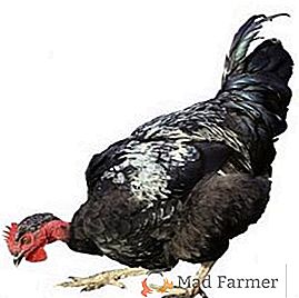 Indochores: características y bases de la cría de pollos con cuello desnudo