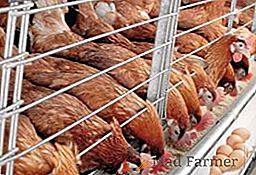 Výhody a nevýhody chovu kuřat v klecích